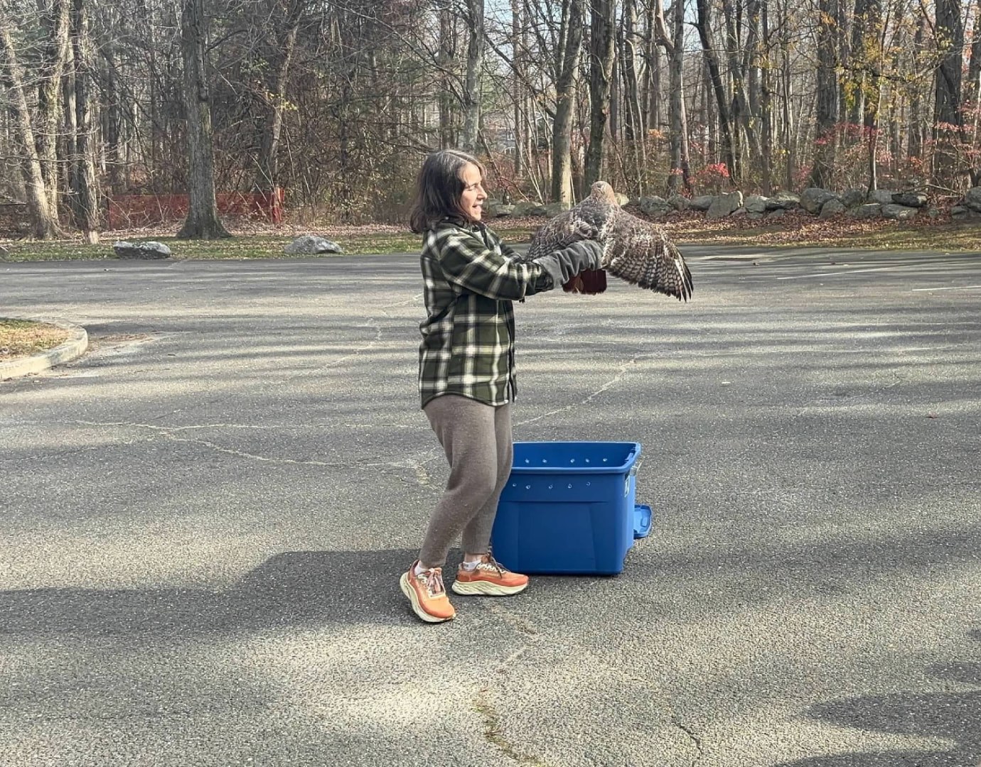 A red-tailed hawk spreads its wings in a rehabilitator's gloved hands, ready for its first flight after recovering from an injury