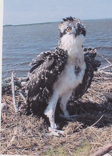 Young osprey — print and add winter clothes to demonstrate why ospreys migrate
