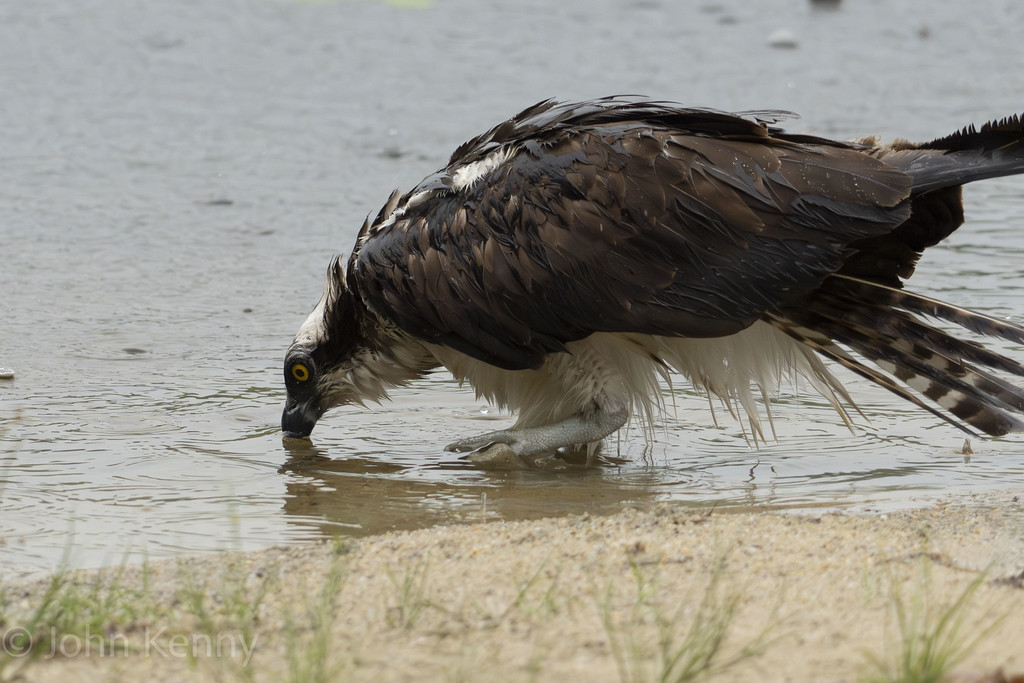Osprey leaning down to drink at the water's edge — photograph by naturalist photographer John Kenny