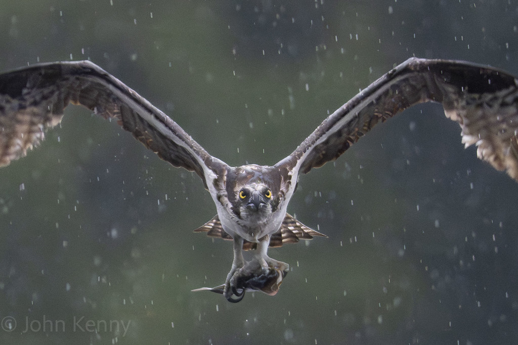 Osprey flying head-on through falling rain with wings spread wide — photograph by naturalist photographer John Kenny