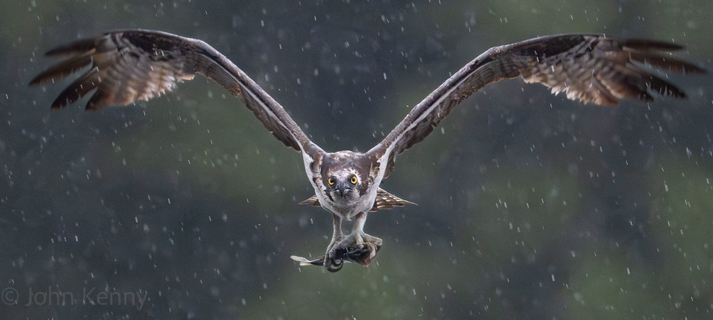 Osprey in flight with wings fully outstretched in rainy weather — photograph by naturalist photographer John Kenny
