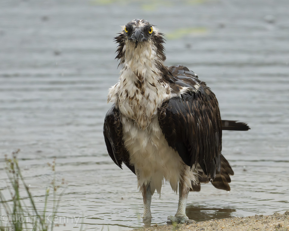 Osprey standing in shallow water, feathers fluffed after a bath — photograph by naturalist photographer John Kenny