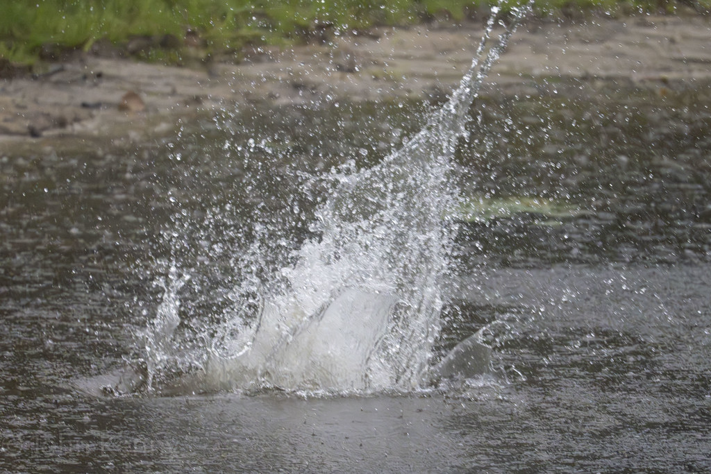 The splash of an osprey hitting the water during a dive — photograph by naturalist photographer John Kenny