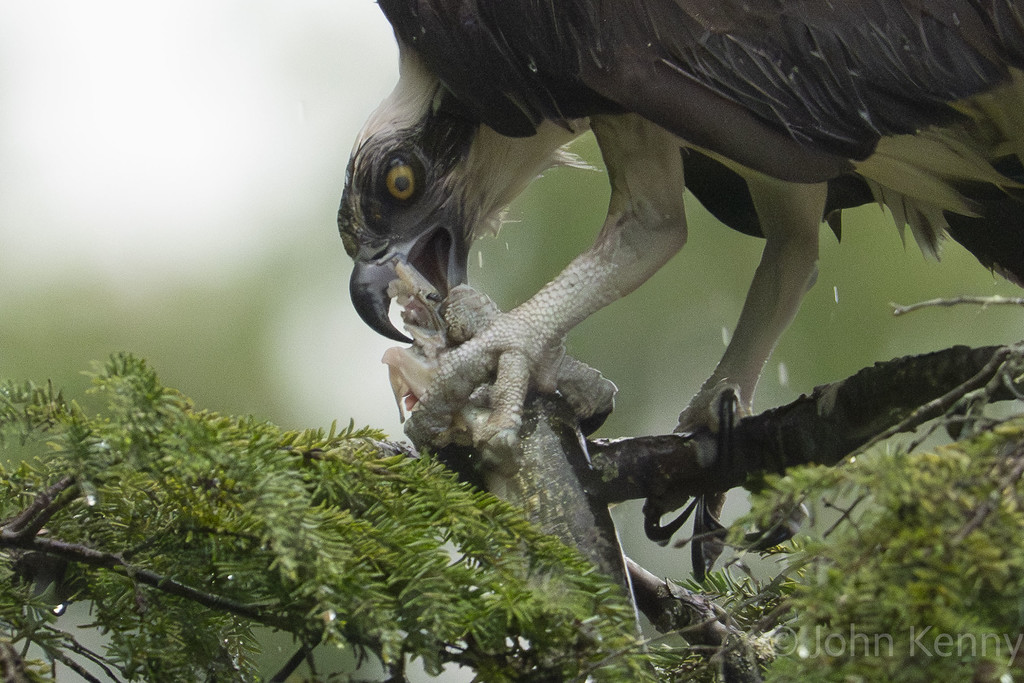 Osprey perched on a mossy branch tearing into a freshly caught fish — photograph by naturalist photographer John Kenny