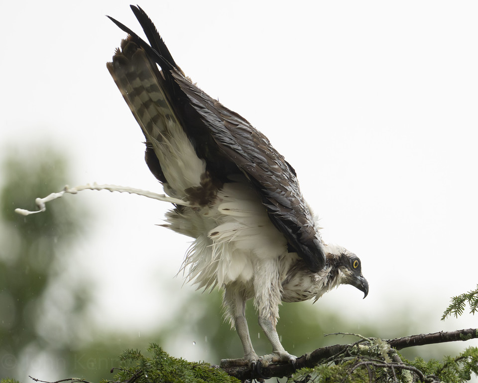 Osprey crouched on a branch, ready to take off — photograph by naturalist photographer John Kenny