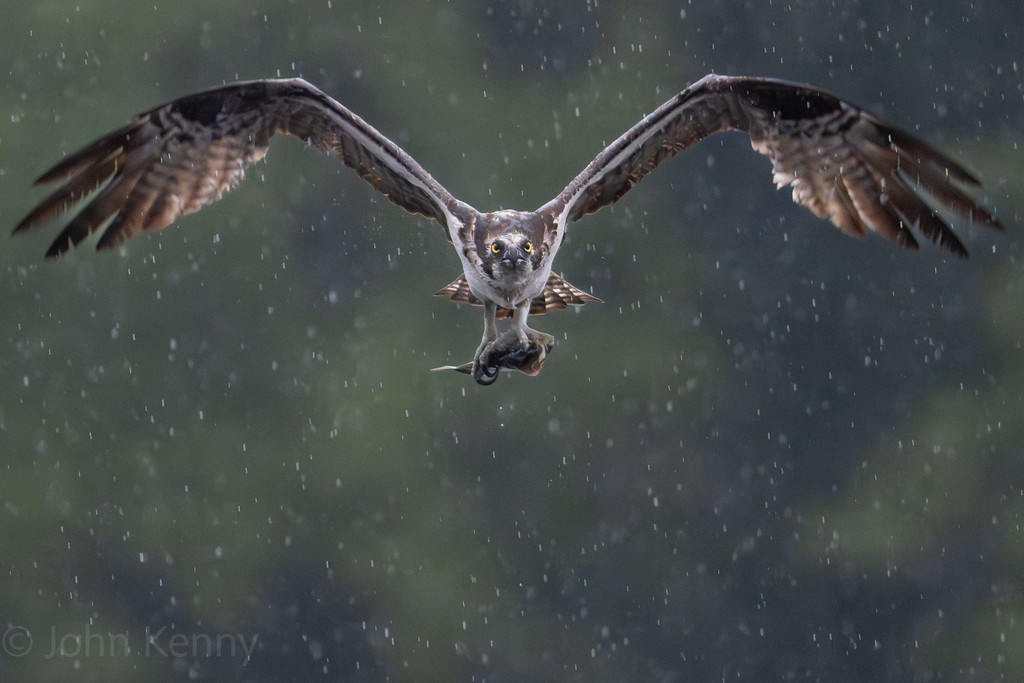 Osprey gliding low over the water in the rain, talons ready — photograph by naturalist photographer John Kenny