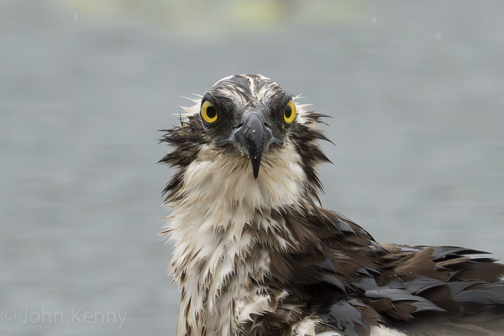 Close-up of an osprey's bright yellow eyes staring straight ahead — photograph by naturalist photographer John Kenny