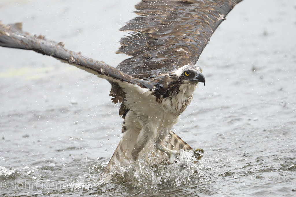 Osprey lifting off the water's surface, wings dripping — photograph by naturalist photographer John Kenny
