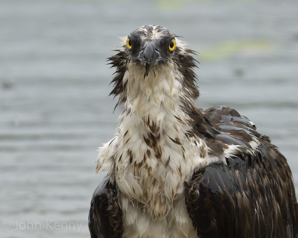 Close portrait of a wet osprey with spiky feathers — photograph by naturalist photographer John Kenny