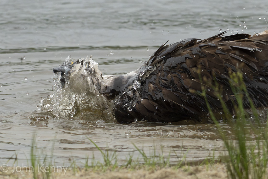 Osprey splashing while bathing in shallow water — photograph by naturalist photographer John Kenny