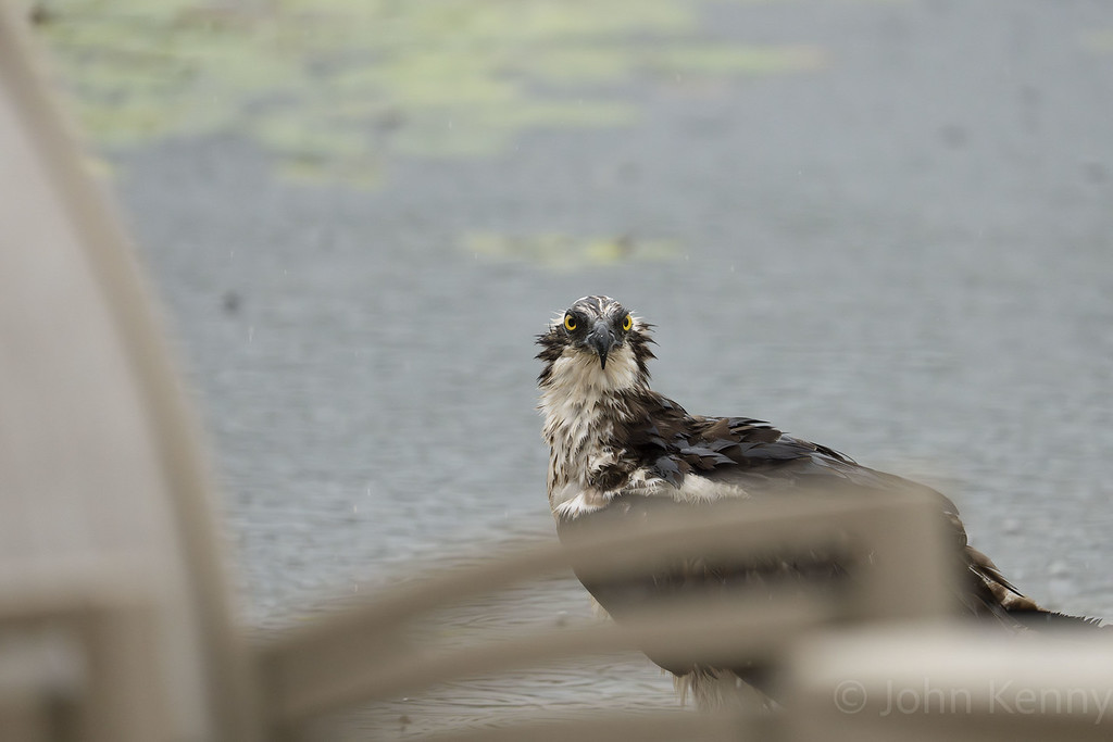 Osprey resting at the shoreline, seen from behind beach chairs — photograph by naturalist photographer John Kenny