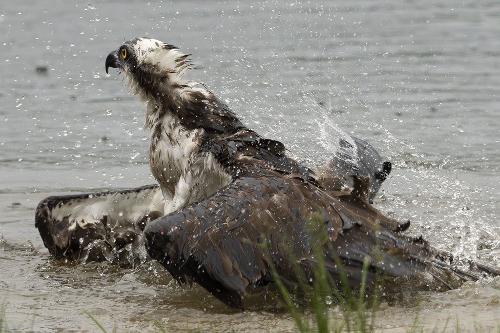 Osprey bathing, wings raised and water flying — photograph by naturalist photographer John Kenny