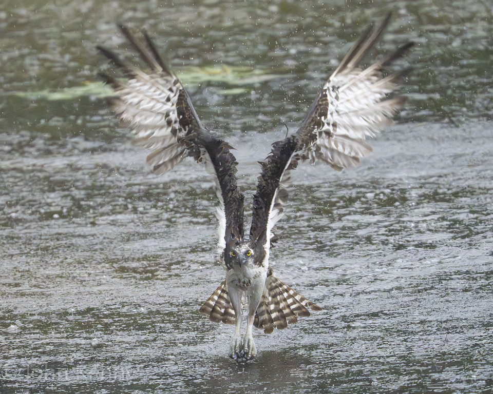 Osprey bursting up out of the water with wings raised high — photograph by naturalist photographer John Kenny