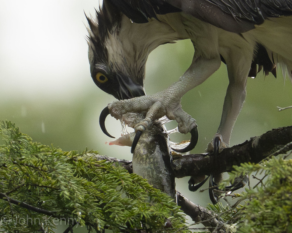 Osprey gripping a fish tightly in its talons on a branch — photograph by naturalist photographer John Kenny