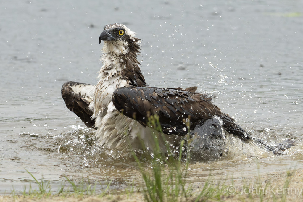 Osprey sitting low in the water on a warm day — photograph by naturalist photographer John Kenny