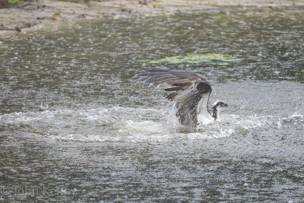 Osprey in the water after catching a fish — photograph by naturalist photographer John Kenny