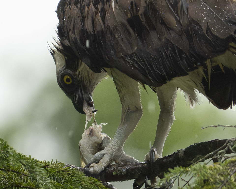 Osprey perched on a branch eating a fish — photograph by naturalist photographer John Kenny