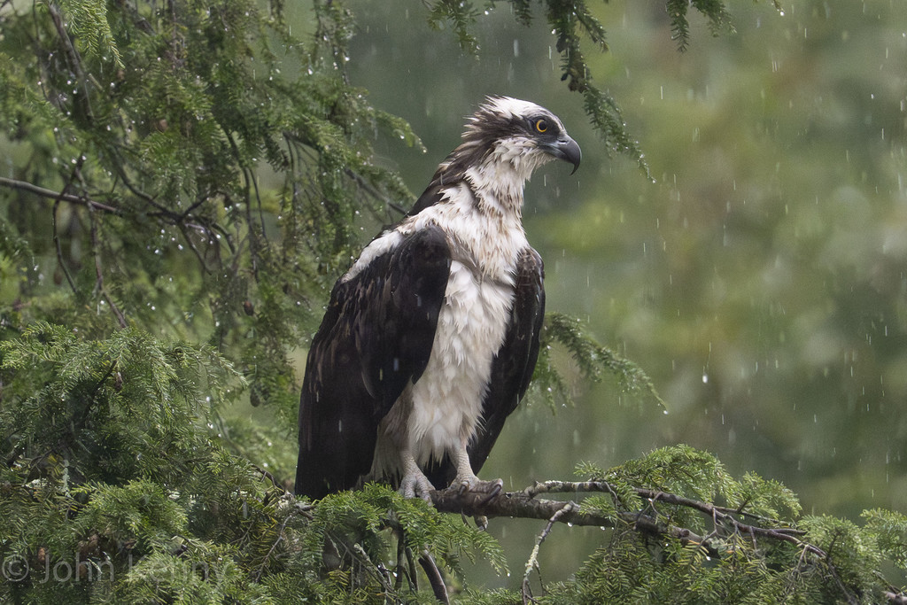 Osprey perched alertly on a branch among evergreen trees — photograph by naturalist photographer John Kenny