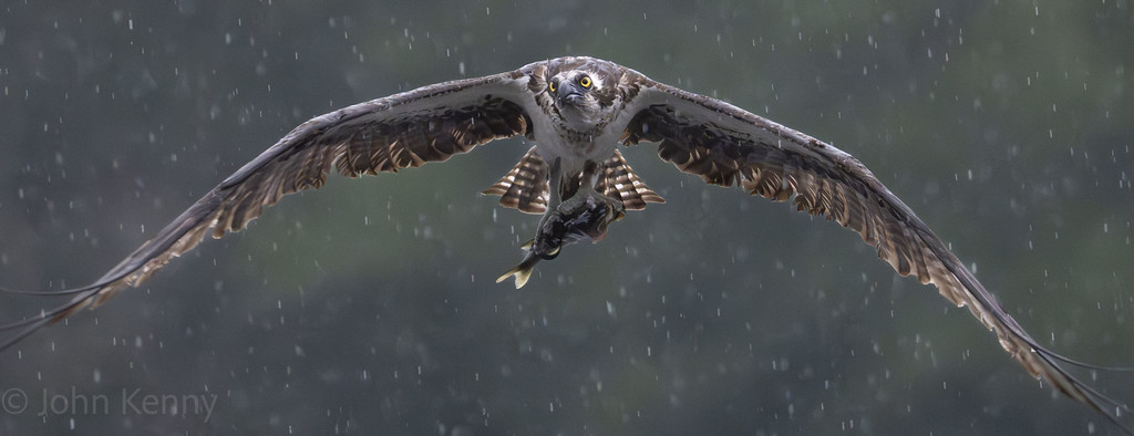 Osprey flying directly toward the camera with wings spread — photograph by naturalist photographer John Kenny