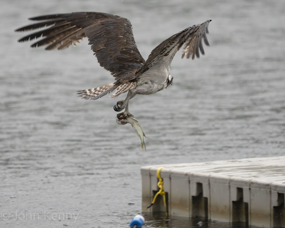 Osprey flying over a dock carrying a fish in its talons — photograph by naturalist photographer John Kenny