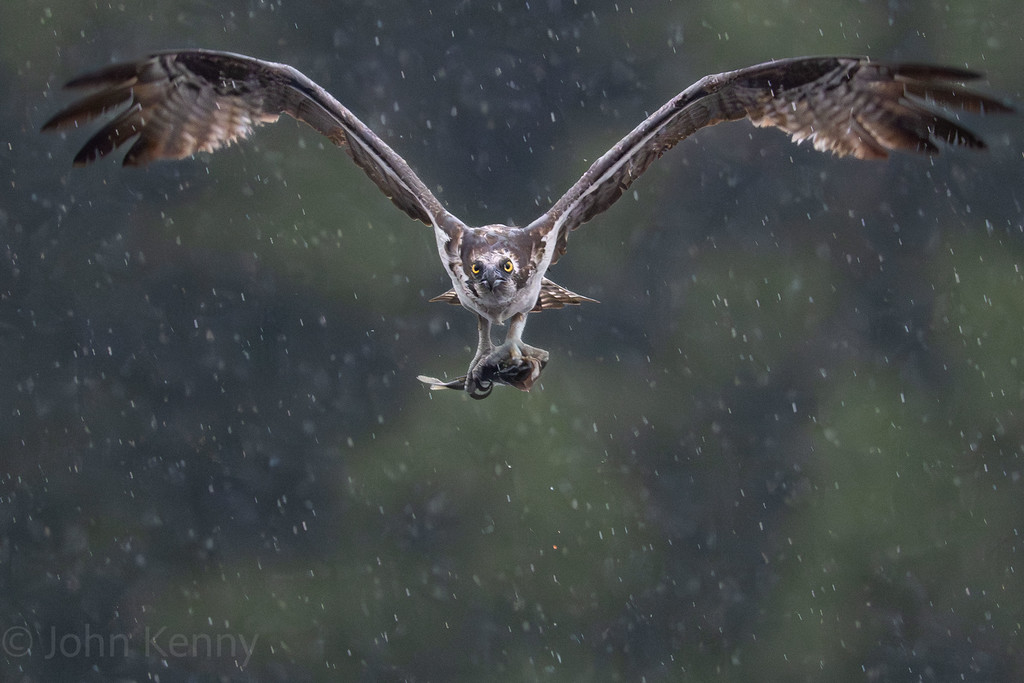 Osprey gliding low with wings spread wide in the rain — photograph by naturalist photographer John Kenny