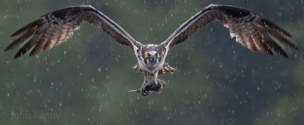 Osprey flying toward the camera through steady rain — photograph by naturalist photographer John Kenny