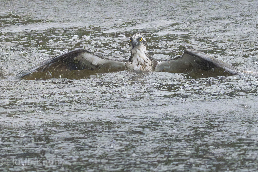 Osprey resting between two rocks in the water — photograph by naturalist photographer John Kenny