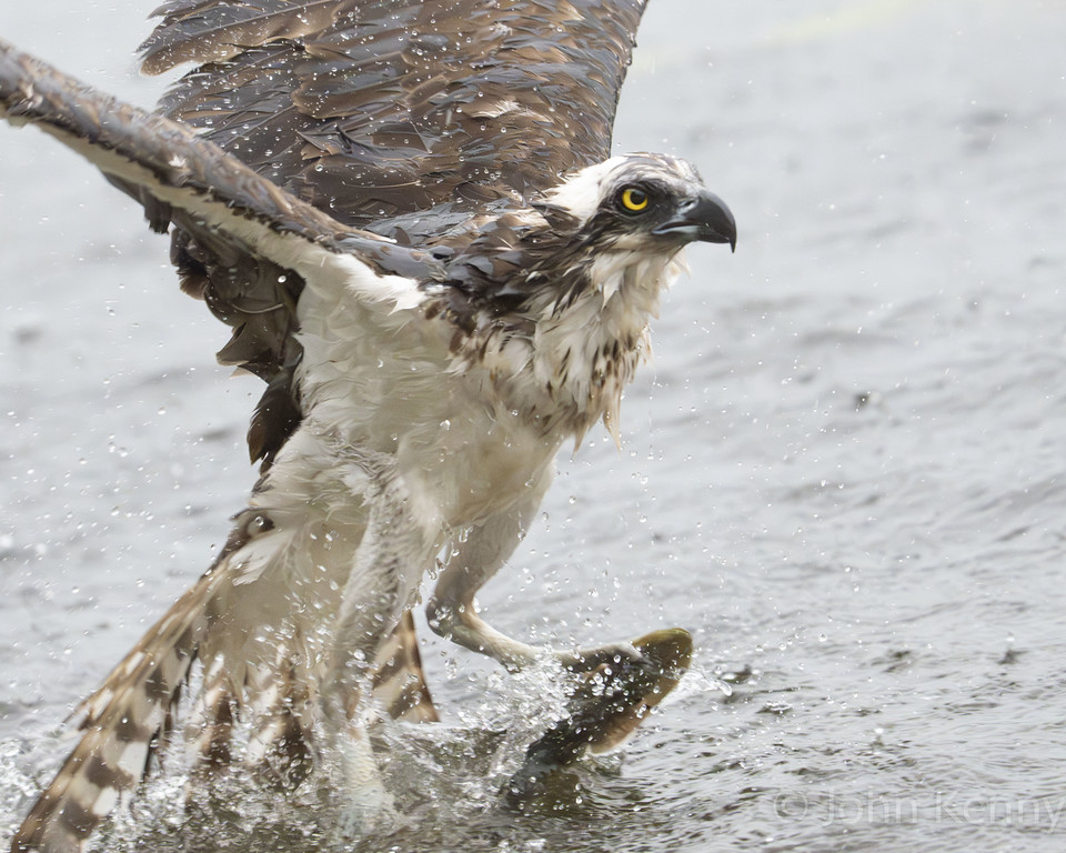 Wet osprey shaking water from its feathers at the shoreline — photograph by naturalist photographer John Kenny