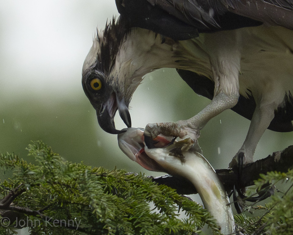 Osprey leaning over a large fish held in its talons — photograph by naturalist photographer John Kenny