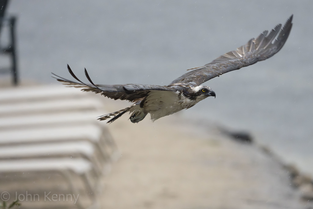 Osprey flying low along a beach boardwalk — photograph by naturalist photographer John Kenny
