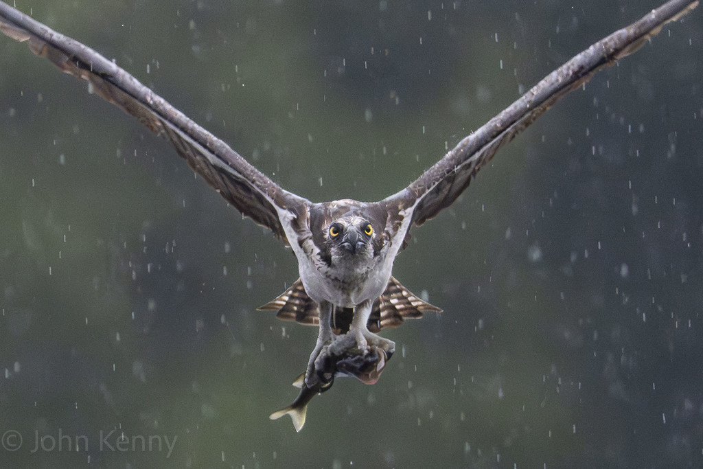 Osprey in head-on flight showing its full wingspan in the rain — photograph by naturalist photographer John Kenny